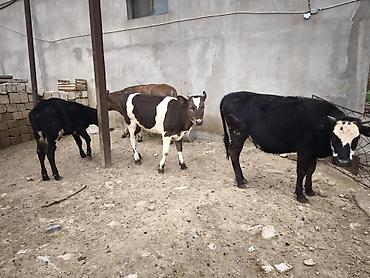 Mal-qara: Dana, buzov, Dişi, Holsteyn, Simental, ay: 1, Südlük, Damazlıq, Ödənişli çatdırılma, Ünvandan götürmə — 10