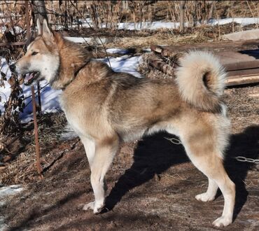 Вязка собак: Вязка: Лайка, Самец, 5 лет, С родословной