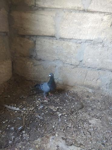 ev heyvan adlari: Biri mayadı biri erkeydi,biri 10 manat — 9