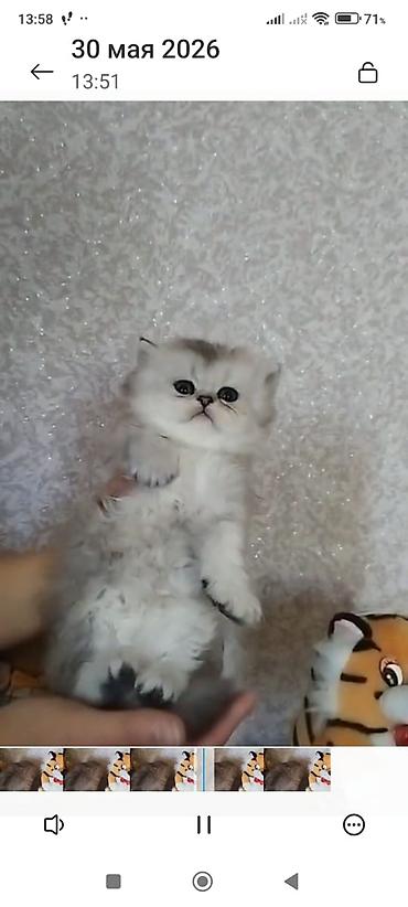 Кошки: Шотландская вислоухая — 6