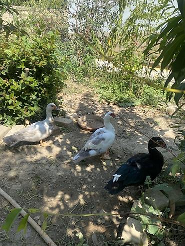 Ördəklər: Hər qiymətə var. Hamısı sağlam ördəklərdi🤤👍 Al apar bişir ye Hər — 8