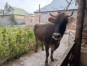 Продам с/х животных: Продаю | Корова (самка) | Для разведения | Стельные, Отела не было, Искусственник — 2