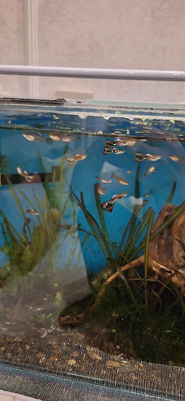 akvarium balıqları: Quppi, Sülhsevər, Ünvandan götürmə — 1