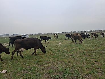 Коровы, быки: Продаю | Корова (самка) | Для разведения — 5