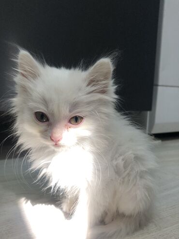 домашние кошки: Кошка белая Одам в хорошие руки Домашнее Чистая И приученная Цена