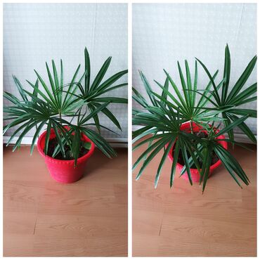 xlorofitum bitkisi: Palma.iki ədəddir.biri 25 m