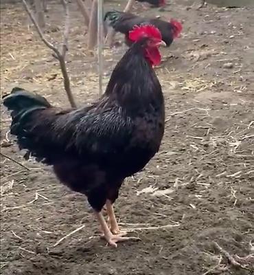 K/t heyvanları və malları: Red island, Rod aylend, Mohagan xuruzu satılır. 6 aylıq cavan və aktiv — 1