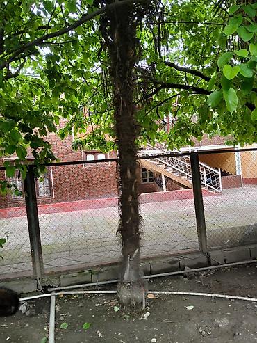 xurma agaci: Satılır: dekorativ palma ağacı (Trachycarpus tipli) Xüsusiyyətlər: - — 3