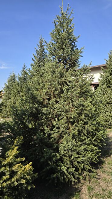 искуственые деревя: Продаю Тянь- шаньские ели.высота 4-5 метров.самовывоз