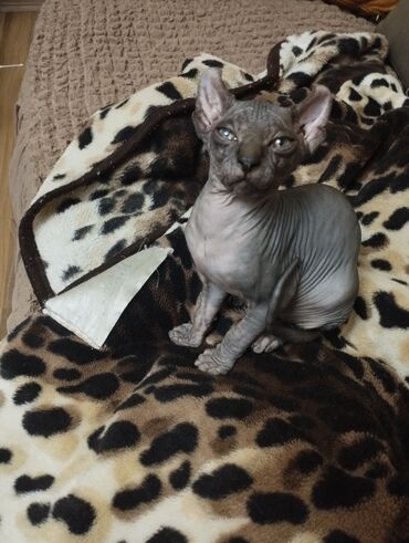 Pişiklər: Sfinks, Erkək, Dişi — 18