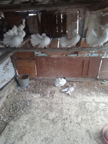 продажа щенков немецкой овчарки в бишкеке с документами: Павлины-голуби (порода «Павлиний голубь»), декоративные. - Основной