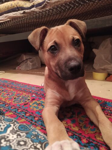 İtlər: Pitbul, 3 ay, Erkek, Peyvəndli, Ünvandan götürmə
