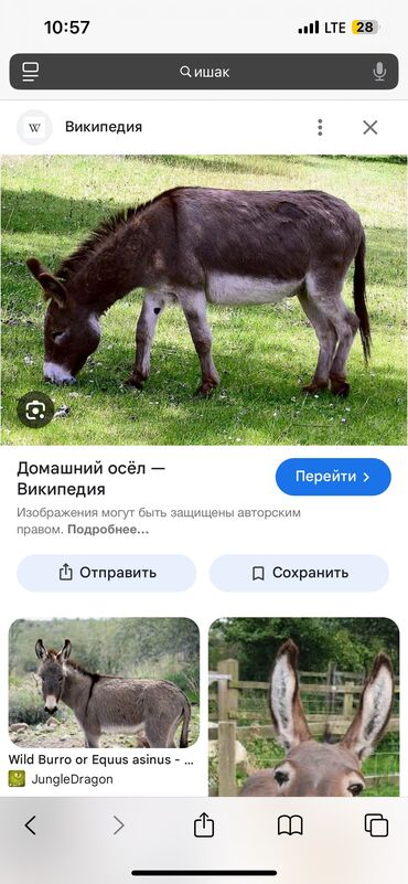 кошка с разными глазами: Продам ишака срочно !