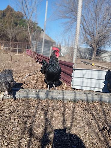 Xoruzlar: Məhsul: Qara rəngli xoruz Təsvir: Avstrolop temiz qan öz heyetimin — 4