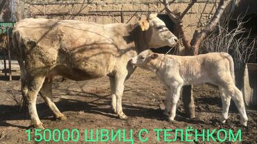 уй ети: Продаю | Корова (самка), Музоо, торпок | Алатауская, Швицкая, Симментальская | На забой, Для разведения, Для молока | Стельные, После отела at lalafo.kg уй ети: Продаю | Корова (самка), Музоо, торпок | Алатауская, Швицкая, Симментальская | На забой, Для разведения, Для молока | Стельные, После отела