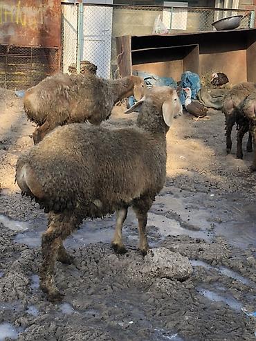 Баран, овца: Продаю | Баран (самец) | Для разведения | Племенные, Ярка — 8