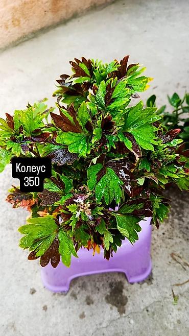 боос кой: Колеус — декоративно-лиственное растение с яркой двухцветной листвой — 1