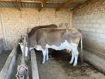 корова голштин: Продаю | Корова (самка) | Привязанные — 3