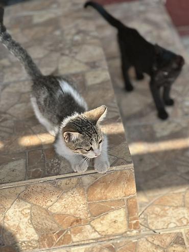 коён ош: 🐱 Отдам котят в добрые руки БЕСПЛАТНО! Даром 😔💔. Очень срочно! Ищем — 1