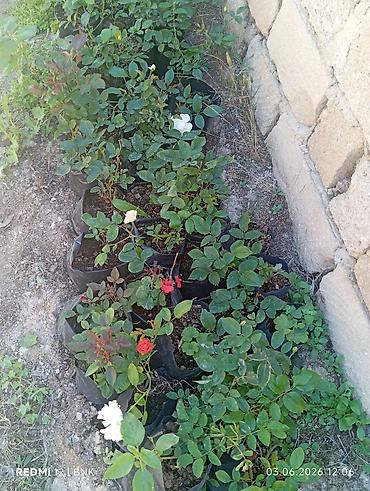 гул апа: Satış: qızılgül və sardunya (zonal pelargonium) saksı bitkiləri - — 10