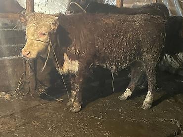 Коровы, быки: Продаю | Бык (самец) | Герефорд — 16