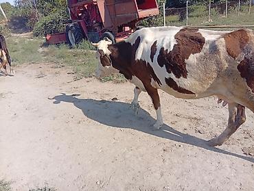 Inəklər, öküzlər: Dişi, Simental, il: 5, Südlük, Ünvandan götürmə — 2