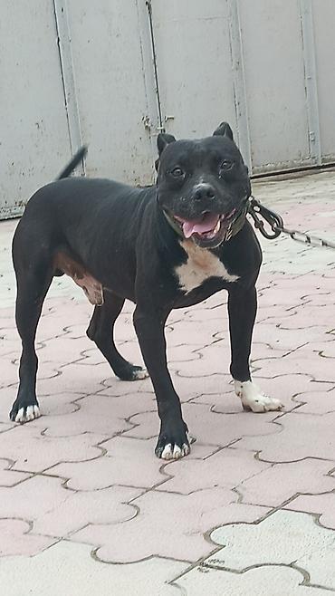 itlər afcarka: Pitbul, 7 ay, Erkək — 3