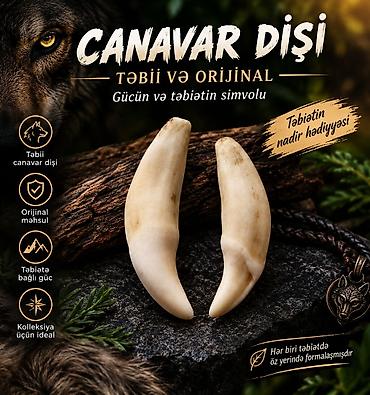 hamam dekoru: Məhsul: Orijinal təbii canavar dişi – kolleksiya və dekor üçün unikal — 1