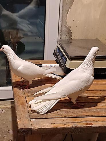 qus ucun qəfəs: 16-17tuk təmiz cilpaq ayaq aglar. biri erkey. biri mayadi. amma cut — 2