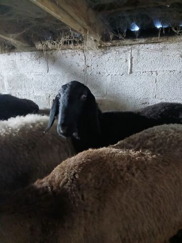 Бараны, овцы: Продаю | Овца (самка) | Для разведения | Матка — 10