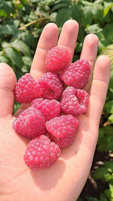 Малина: Малина — 2