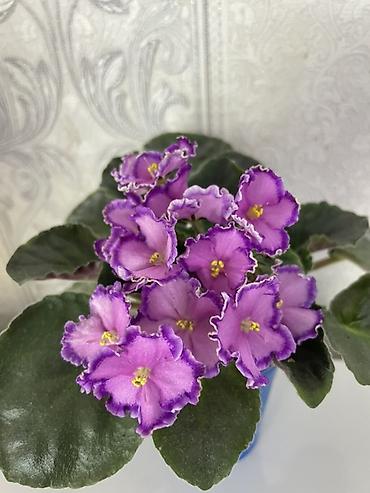 Фиалки и глоксинии: Фиалочки!!! Продам: 1. Укорененные черенки стандартных сортовых — 28