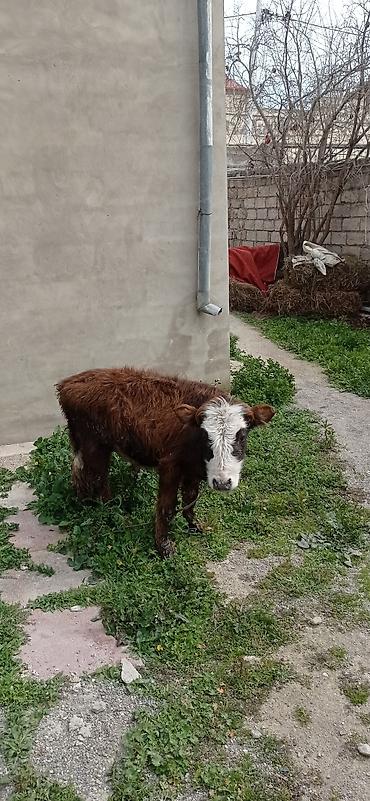Dana, buzov: Satılır: balaca dana - Cins: qarışıq (qəhvəyi bədən, ağ-al rəngli — 10