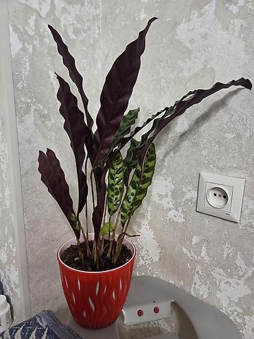 Пальмы: Хамедорея изящная (комнатная пальма) - В наличии взрослые кусты в — 15