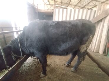 Коровы, быки: Продаю | Тёлка | Швицкая | На откорм | Привязанные — 5