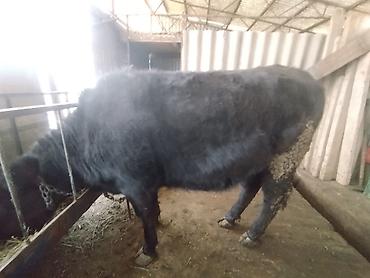 Коровы, быки: Продаю | Тёлка | Швицкая | На откорм | Отела не было — 6