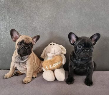 Psi: Muzijak francuskog buldoga dostupan za parenje,star 2 godine — 7