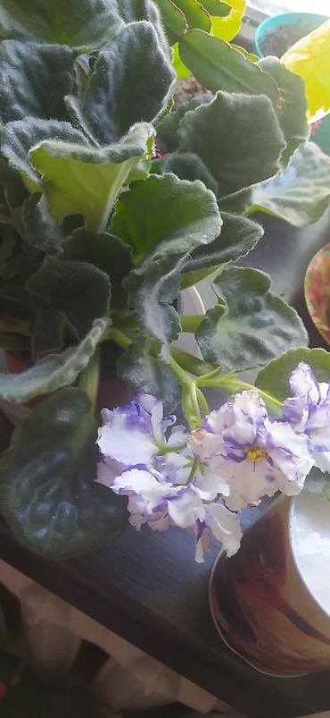 Другие комнатные растения: Продаю домашнии цветы адаптированные уже,пополнение фото каждый день — 10