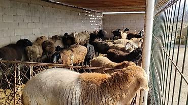 Коровы, быки: Продаю | Бык (самец) | На откорм | Привязанные — 5