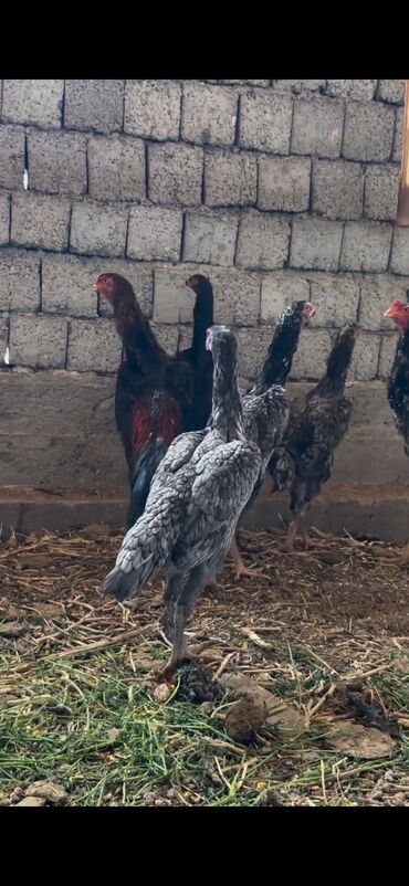 Cücələr: Toyuq cücələri, Damazlıq — 4