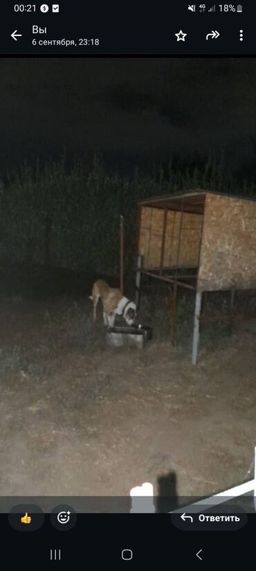 сколько стоит собака алабай: Алабай, 8 месяцев, Самка, С прививкой