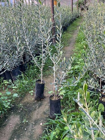 Tinglər: Məhsul: Zeytun ağacı tingləri Təsvir: - Fidanlıqda yetişdirilmiş — 5