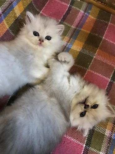 Pişiklər: Şinşilla, Erkək, Dişi — 11