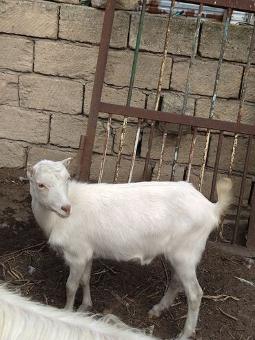 Keçi, çəpiş: Keçilər dəsti satılır – ümumi 6 baş • 1 baş hələpnən × sanen dönməsi — 11