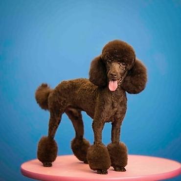 İtlər: Pudel, 6 ay, Dişi -da lalafo.az — 7 İtlər: Pudel, 6 ay, Dişi — 7