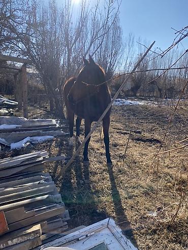 Лошади, кони: Продаю | Кобыла (самка) | Полукровка, Английская | Для разведения, Конный спорт — 2