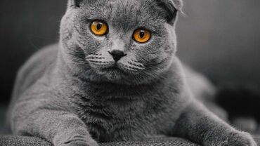 ağ pişik: Британская вислоухая, Самец