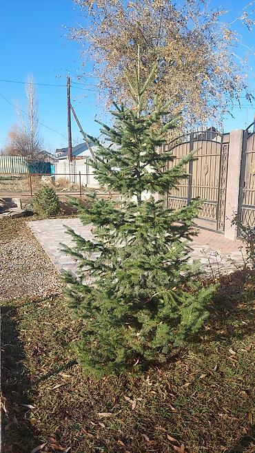 Other decorative tree saplings: Пихта семёнова 6м. Пихта ещё есть от 1 метра до 5метров заказывайте — 8