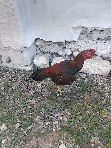 ana bala inək: Salam 10 11 aylıq beçedi işdəyən vaccapda yazsin — 6