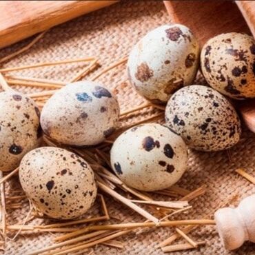 Товары и оборудование для с/х животных: Продаются яйца перепелиные инкубационные, вылуп до 90%,породы фараон
